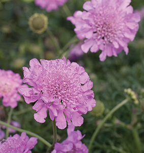 Scabiosa Pink 4lt