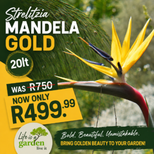 Strelitzia Mandela Gold