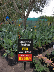 Strelitzia Reginae 20lt