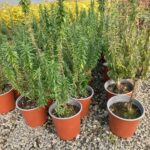 Rosemary Tuscan Blue 17cm Pot