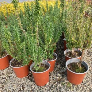Rosemary Tuscan Blue 17cm Pot