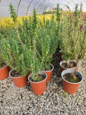 Rosemary Tuscan Blue 17cm Pot