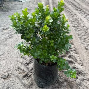 Searsia Crenata Alex (large leaf) 10lt Searsia Crenata Alex (large leaf) 10lt