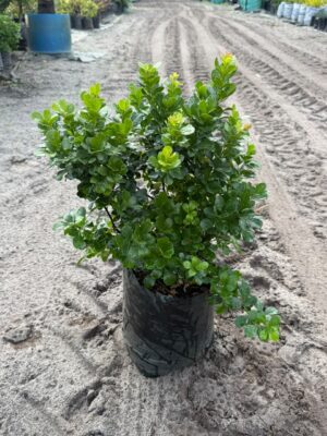 Searsia Crenata Alex (large leaf) 10lt