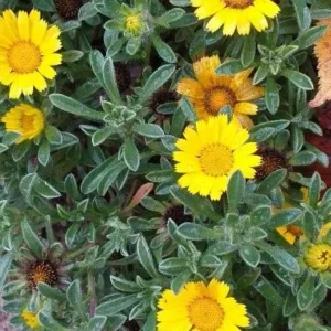 Pallenis Maritima ’Gold Coin’ 4lt Common Name: Gold Coin Daisy