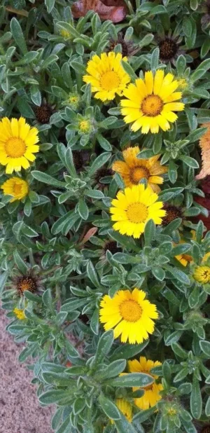 Pallenis Maritima ’Gold Coin’ 4lt Common Name: Gold Coin Daisy Pallenis Maritima ’Gold Coin’ 4lt Common Name: Gold Coin Daisy
