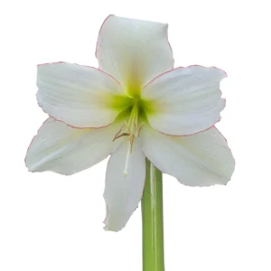 Amaryllis Sonatini - "Spellbound" Bulbs Amaryllis Sonatini - "Spellbound" Bulbs