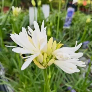 Agapanthus Silver Suzi 19cm Pot