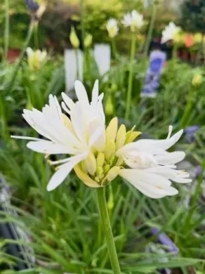 Agapanthus Silver Suzi 19cm Pot Agapanthus Silver Suzi 19cm Pot