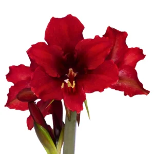 Amaryllis Sonata Single - "Vesper" Bulbs Amaryllis Sonata Single - "Vesper" Bulbs