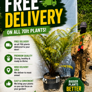 Free Delivery on 70lt Plants