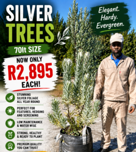 Silver trees on sale