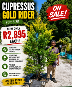 Cypress Leylandii gold rider