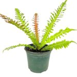 Blechnum Brasiliense 17cm Pot Common Name: Brazilian Tree Fern