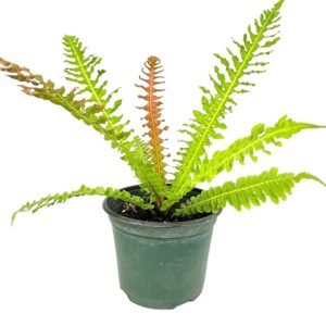 Blechnum Brasiliense 17cm Pot Common Name: Brazilian Tree Fern