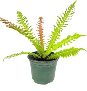 Blechnum Brasiliense 17cm Pot Common Name: Brazilian Tree Fern Blechnum Brasiliense 17cm Pot Common Name: Brazilian Tree Fern