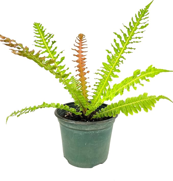Blechnum Brasiliense 17cm Pot