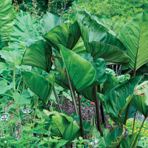 Colocasia Esculenta 'Coffee Cups' 10lt Common Name: ‘Coffee Cups’ Elephant Ear Colocasia Esculenta 'Coffee Cups' 10lt Common Name: ‘Coffee Cups’ Elephant Ear