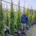Cupressus sempervirens 'Swanes Gold' 70lt Common Name: Cypress Swanes Gold