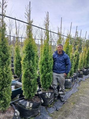 Cupressus sempervirens 'Swanes Gold' 70lt Common Name: Cypress Swanes Gold