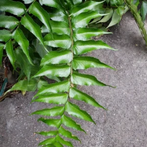 Cyrtomium Falcatum 12cm Pot Common Name: Japanese Holly Fern