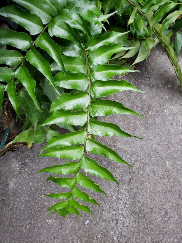 Cyrtomium Falcatum 12cm Pot Common Name: Japanese Holly Fern