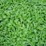 Mentha Pulegium (Pennyroyal) 24 Pack Tray