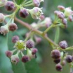Noltea Africana 10lt Common Name: Soap Bush