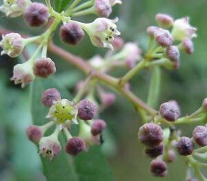 Noltea Africana 10lt Common Name: Soap Bush Noltea Africana 10lt Common Name: Soap Bush
