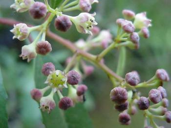 Noltea Africana 10lt (Soap Bush)