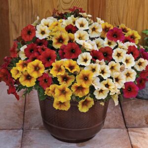 Petchoa BeautiCal 14cm Pot