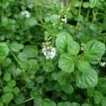 Plectranthus Strigosis 24 Pack Tray