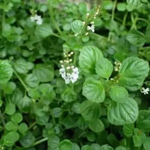 Plectranthus Strigosis 24 Pack Tray