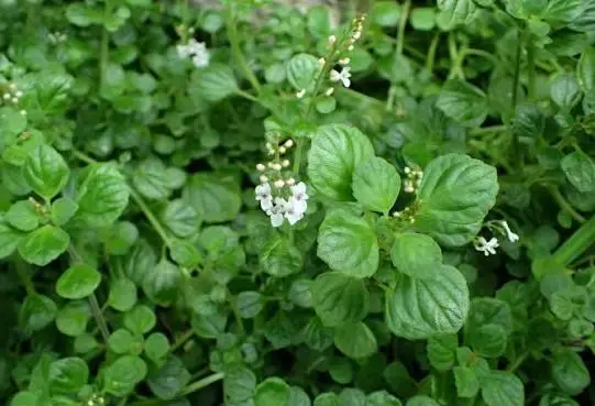 Plectranthus Strigosis 24 Pack Tray