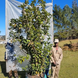 Viburnum Sinensis 250lt Large Viburnum Sinensis 250lt Large