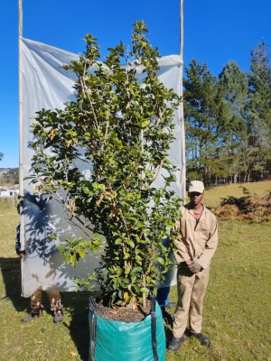Viburnum Sinensis 250lt Large