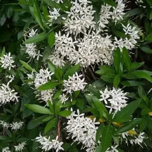 Pavetta Lanceolata 20lt Common Name: Weeping Bride's Bush, Forest Bride's Bush Pavetta Lanceolata 20lt Common Name: Weeping Bride's Bush, Forest Bride's Bush