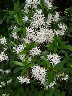 Pavetta Lanceolata 20lt Common Name: Weeping Bride's Bush, Forest Bride's Bush