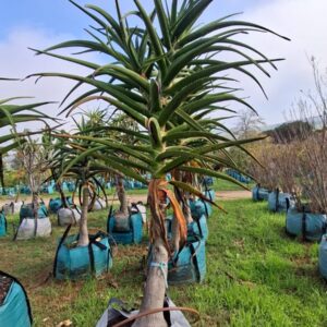Aloe Bainesii 250lt Large Common Name: Tree Aloe, Aloe barberae Aloe Bainesii 250lt Large Common Name: Tree Aloe, Aloe barberae