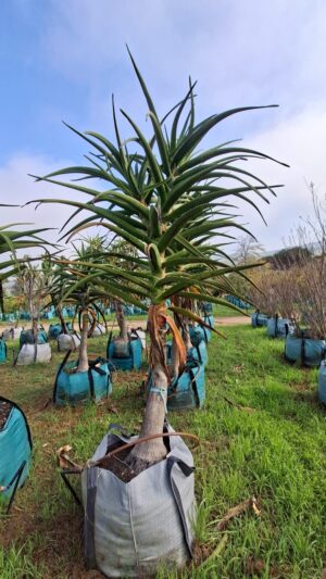 Aloe Bainesii 250lt Large Common Name: Tree Aloe, Aloe barberae