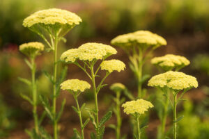 Achillea Millefolium Light Yellow 17cm Pot Common Name: Yarrow, Common Yarrow