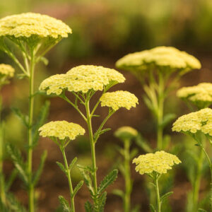 Achillea Millefolium Light Yellow 17cm Pot Common Name: Yarrow, Common Yarrow