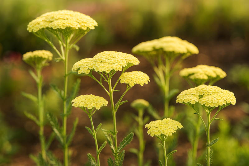 Achillea Millefolium Light Yellow 17cm Pot Common Name: Yarrow, Common Yarrow