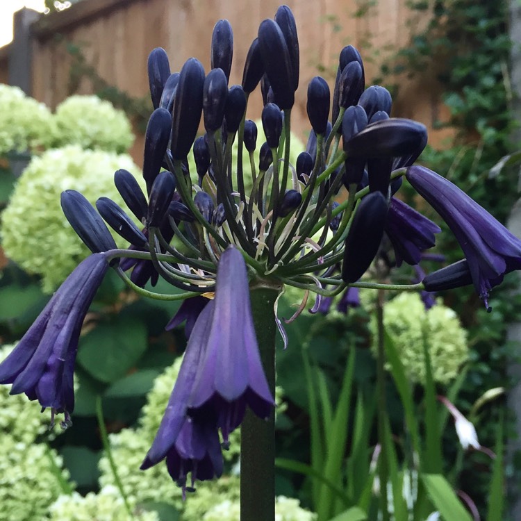 Agapanthus ‘Black Pantha’ 20cm Pot