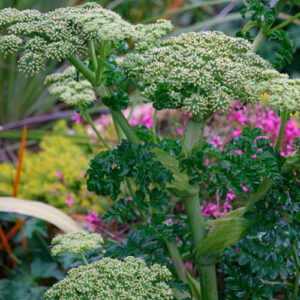 Angelica Pachycarpa 15cm Pot