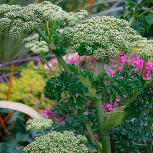 Angelica Pachycarpa 15cm Pot