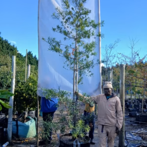 Afrocarpus Latifolius 125lt Afrocarpus Latifolius 125lt