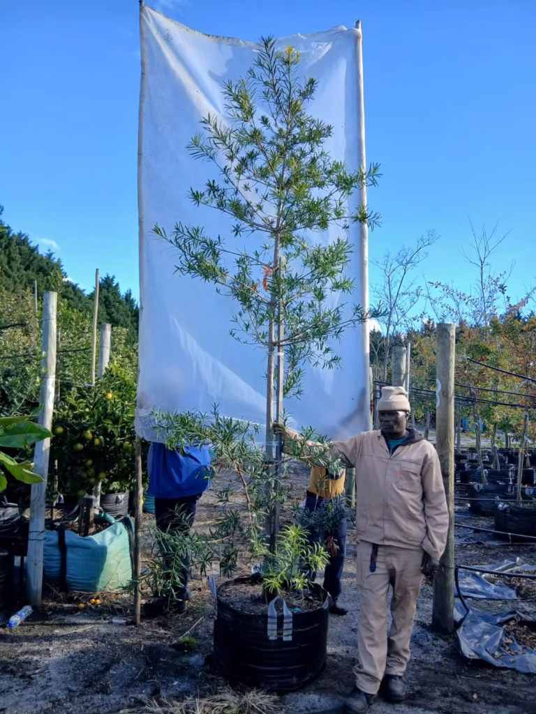 Afrocarpus Latifolius 125lt