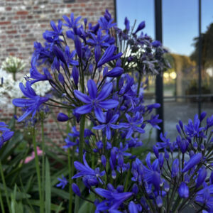 Agapanthus 'Medusa' 15cm Pot Agapanthus 'Medusa' 15cm Pot