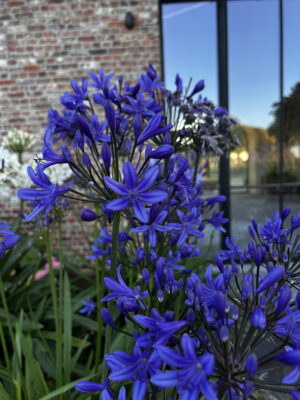 Agapanthus 'Medusa' 15cm Pot Agapanthus 'Medusa' 15cm Pot